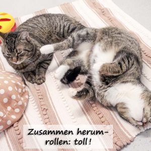 Kätzin Benita (r.) und Kater Pepe  / © 2017 Arche KaNaum (JM) Kätzin Benita (r.) und Kater Pepe / © 2017 Arche KaNaum (JM)