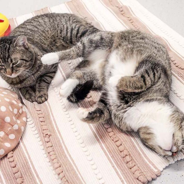 Kätzin Benita (r.) und Kater Pepe / © 2017 Arche KaNaum (JM)