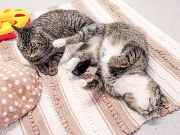 Kätzin Benita (r.) und Kater Pepe  / © 2017 Arche KaNaum (JM) Kätzin Benita (r.) und Kater Pepe / © 2017 Arche KaNaum (JM)