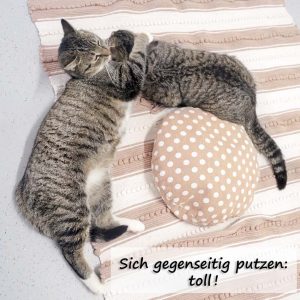 Kätzin Benita (l.) und Kater Pepe  / © 2017 Arche KaNaum (JM) Kätzin Benita (l.) und Kater Pepe / © 2017 Arche KaNaum (JM)