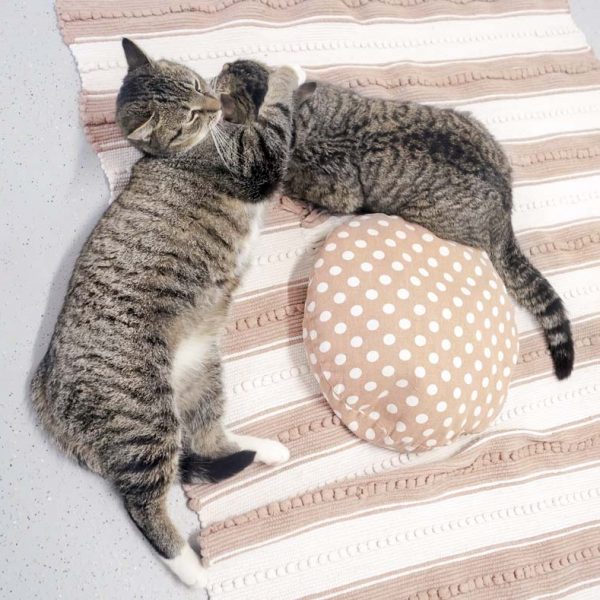 Kätzin Benita (l.) und Kater Pepe / © 2017 Arche KaNaum (JM)