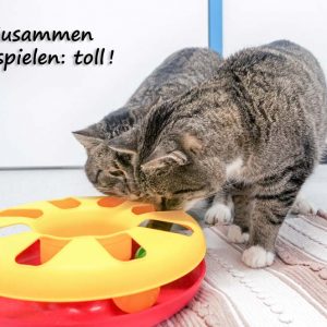 Kätzin Benita (v.) und Kater Pepe  / © 2017 Arche KaNaum (JM) Kätzin Benita (v.) und Kater Pepe / © 2017 Arche KaNaum (JM)