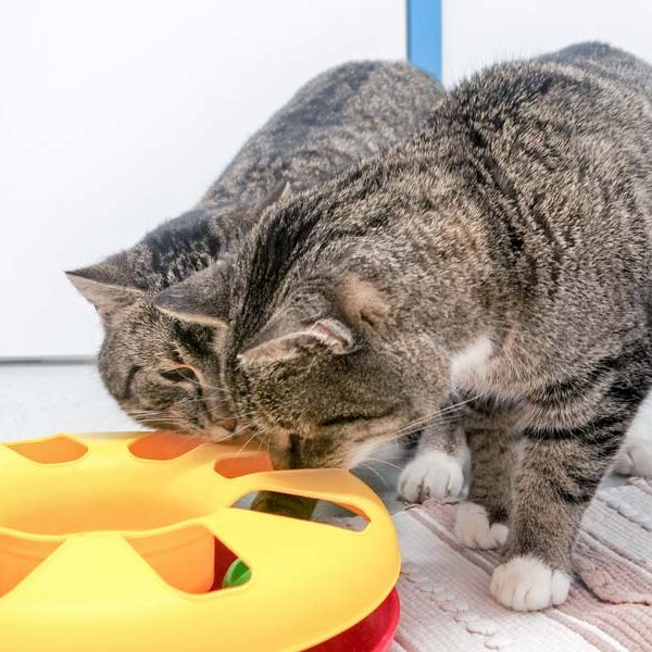 Kätzin Benita (v.) und Kater Pepe / © 2017 Arche KaNaum (JM)