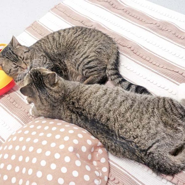 Kätzin Benita (v.) und Kater Pepe / © 2017 Arche KaNaum (JM)