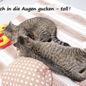 Kätzin Benita (v.) und Kater Pepe  / © 2017 Arche KaNaum (JM) Kätzin Benita (v.) und Kater Pepe / © 2017 Arche KaNaum (JM)