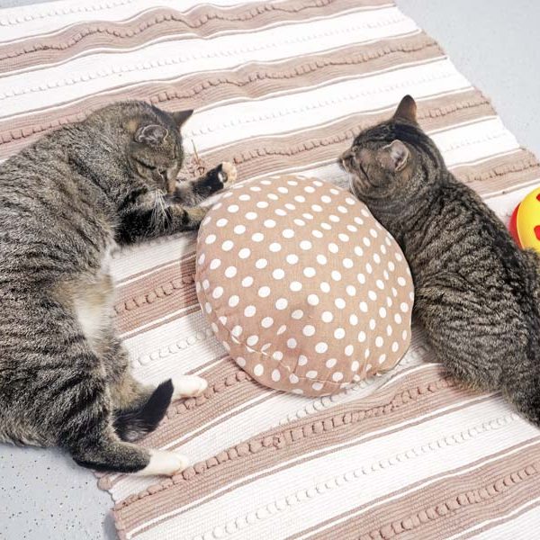 Kätzin Benita (l.) und Kater Pepe / © 2017 Arche KaNaum (JM)