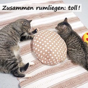 Kätzin Benita (l.) und Kater Pepe  / © 2017 Arche KaNaum (JM) Kätzin Benita (l.) und Kater Pepe / © 2017 Arche KaNaum (JM)