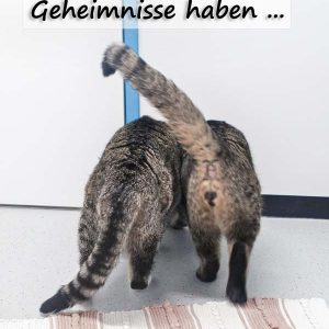 Kätzin Benita (l.) und Kater Pepe  / © 2017 Arche KaNaum (JM) Kätzin Benita (l.) und Kater Pepe / © 2017 Arche KaNaum (JM)