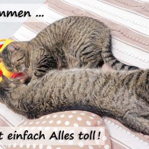 Kätzin Benita (v.) und Kater Pepe  / © 2017 Arche KaNaum (JM) Kätzin Benita (v.) und Kater Pepe / © 2017 Arche KaNaum (JM)