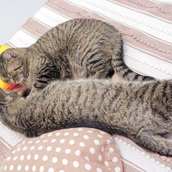 Kätzin Benita (v.) und Kater Pepe / © 2017 Arche KaNaum (JM)