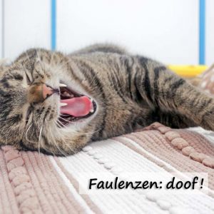 Kater Pepe  / © 2017 Arche KaNaum (JM) Kater Pepe / © 2017 Arche KaNaum (JM)