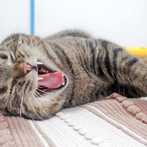 Kater Pepe / © 2017 Arche KaNaum (JM)