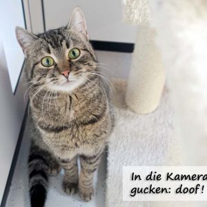 Kater Pepe  / © 2017 Arche KaNaum (JM) Kater Pepe / © 2017 Arche KaNaum (JM)