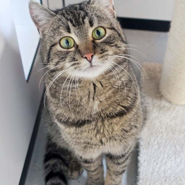 Kater Pepe / © 2017 Arche KaNaum (JM)