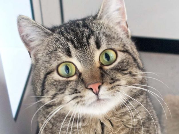 Kater Pepe / © 2017 Arche KaNaum (JM)