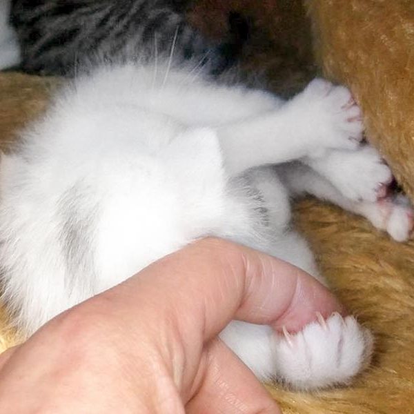 Baby-Kätzin Emmi  / © 2017 Arche KaNaum (OS) Baby-Kätzin Emmi / © 2017 Arche KaNaum (OS)