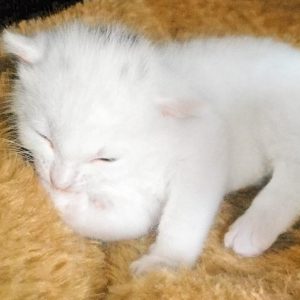 Baby-Kätzin Pebbels / © 2017 Arche KaNaum (OS)