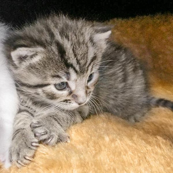 Baby-Kätzin Maddie / © 2017 Arche KaNaum (OS) Baby-Kätzin Maddie / © 2017 Arche KaNaum (OS)