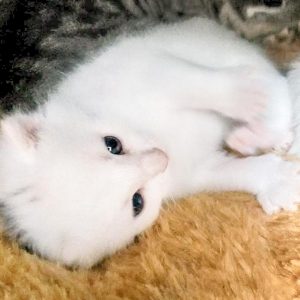 Baby-Kätzin Pebbels / © 2017 Arche KaNaum (OS)