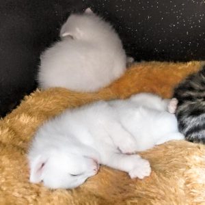 Die Babys von Kätzin Jody / © 2017 Arche KaNaum (OS)