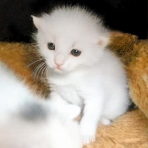 Eines der Babys von Kätzin Jody / © 2017 Arche KaNaum (OS)