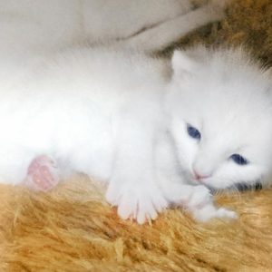 Baby-Kätzin Pebbels / © 2017 Arche KaNaum (OS)