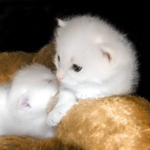 Die Babys von Kätzin Jody / © 2017 Arche KaNaum (OS)