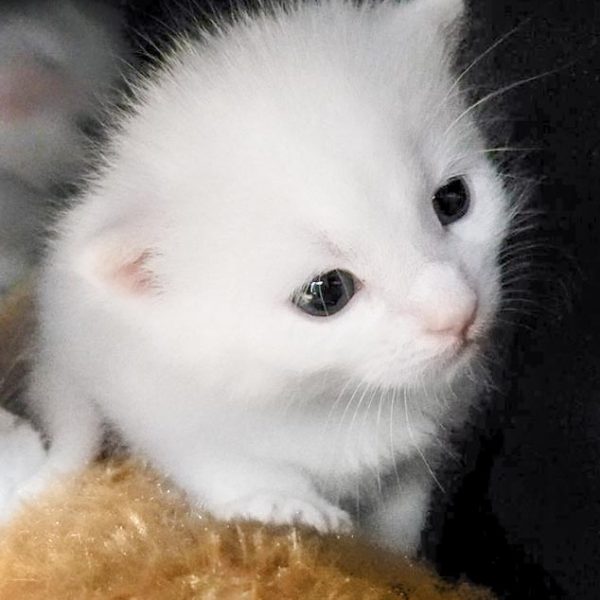 Baby-Kätzin Emmi  / © 2017 Arche KaNaum (OS)  / © 2017 Arche KaNaum (OS) Baby-Kätzin Emmi / © 2017 Arche KaNaum (OS) / © 2017 Arche KaNaum (OS)