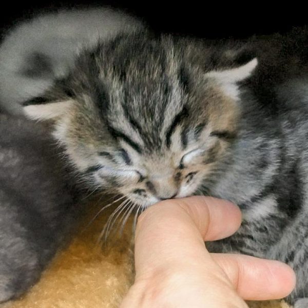 Baby-Kätzin Maddie / © 2017 Arche KaNaum (OS) Baby-Kätzin Maddie / © 2017 Arche KaNaum (OS)