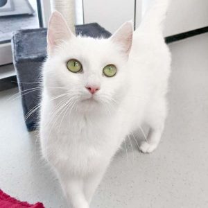 Kätzin Jody / © 2017 Arche KaNaum (OS)