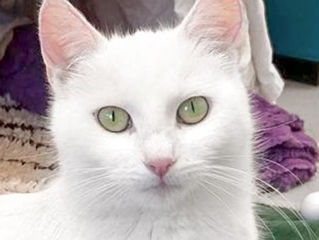 Kätzin Jody / © 2017 Arche KaNaum (OS)