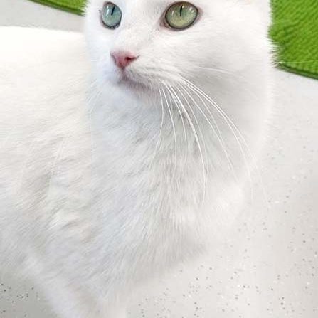 Kätzin Jody / © 2017 Arche KaNaum (OS) Kätzin Jody / © 2017 Arche KaNaum (OS)