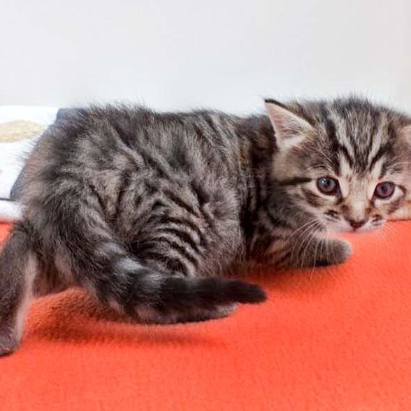 Kätzin Maddie / © 2017 Arche KaNaum (OS) Kätzin Maddie / © 2017 Arche KaNaum (OS)