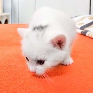 Kätzin Pebbels / © 2017 Arche KaNaum (OS)