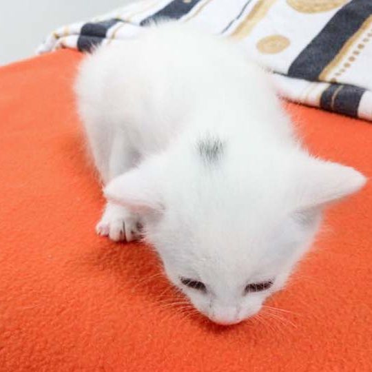 Kätzin Stella / © 2017 Arche KaNaum (OS) Kätzin Stella / © 2017 Arche KaNaum (OS)