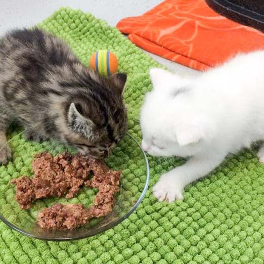 Kätzinnen Maddie (l.) und Stella bei ihren ersten Futtertests / © 2017 Arche KaNaum (OS) Kätzinnen Maddie (l.) und Stella bei ihren ersten Futtertests / © 2017 Arche KaNaum (OS)