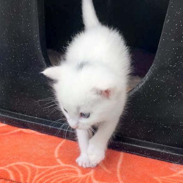 Kätzin Stella / © 2017 Arche KaNaum (OS) Kätzin Stella / © 2017 Arche KaNaum (OS)