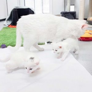 Mama Jody hat allerhand zu tun, hier mit ihren Babies Pebbels (v.) und Stella / © 2017 Arche KaNaum (OS)