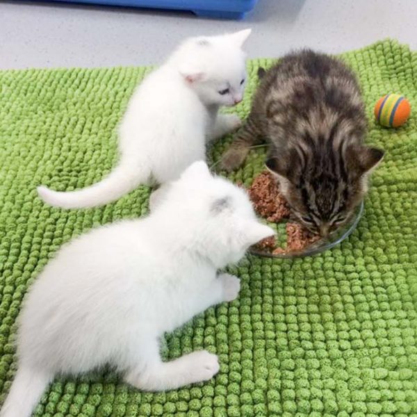 Kätzinnen Emmi (v.), Stella (h.) und Maddie bei ihren ersten Futtertests  / © 2017 Arche KaNaum (OS) Kätzinnen Emmi (v.), Stella (h.) und Maddie bei ihren ersten Futtertests / © 2017 Arche KaNaum (OS)