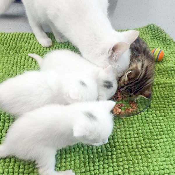 Kätzin Emmi, Stella, Peppels, Mama Jody und Maddie (v.l.n.r.) beim gemeinsamen Futtern / © 2017 Arche KaNaum (OS)