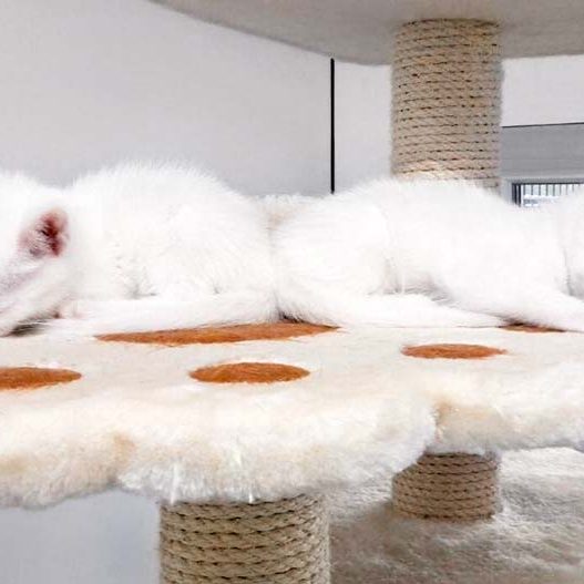 Kätzinnen Stella (l.) und Pebbels / © 2017 Arche KaNaum (OS) Kätzinnen Stella (l.) und Pebbels / © 2017 Arche KaNaum (OS)