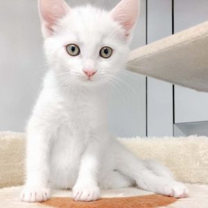 Kätzin Pebbels / © 2017 Arche KaNaum (OS)