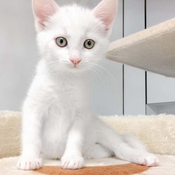 Kätzin Pebbels / © 2017 Arche KaNaum (OS) Kätzin Pebbels / © 2017 Arche KaNaum (OS)