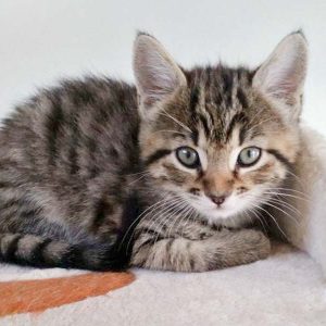 Kätzin Maddie / © 2017 Arche KaNaum (OS)