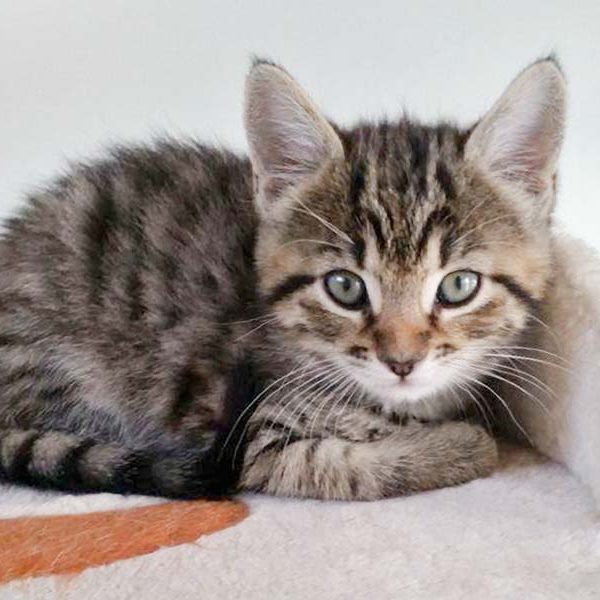 Kätzin Maddie / © 2017 Arche KaNaum (OS) Kätzin Maddie / © 2017 Arche KaNaum (OS)