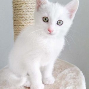 Kätzin Emmi / © 2017 Arche KaNaum (OS)