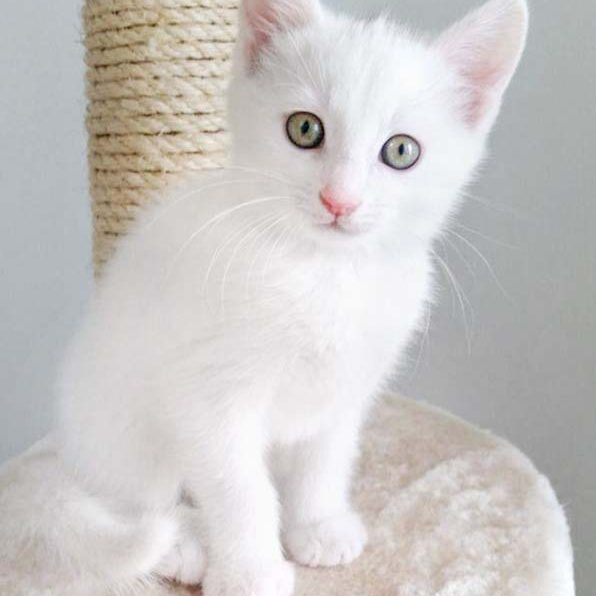 Kätzin Emmi / © 2017 Arche KaNaum (OS) Kätzin Emmi / © 2017 Arche KaNaum (OS)