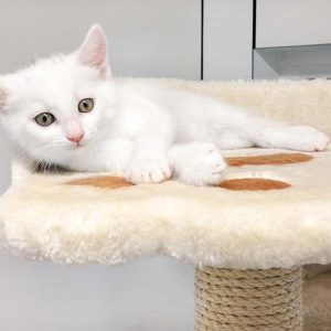 Kätzin Pebbels / © 2017 Arche KaNaum (OS)