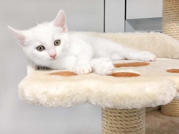 Kätzin Pebbels / © 2017 Arche KaNaum (OS) Kätzin Pebbels / © 2017 Arche KaNaum (OS)