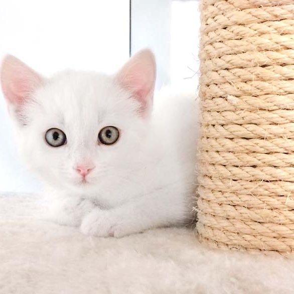 Kätzin Emmi / © 2017 Arche KaNaum (OS) Kätzin Emmi / © 2017 Arche KaNaum (OS)